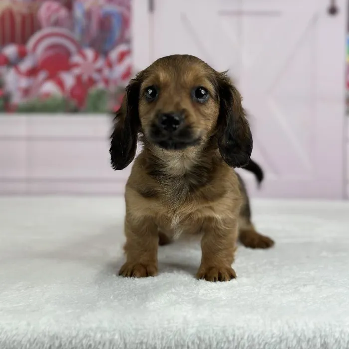 Female Miniature Dachshund Puppy for Sale in Indianapolis, IN