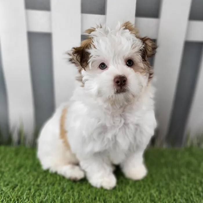 Female Havanese Puppy for Sale in Schererville, IN