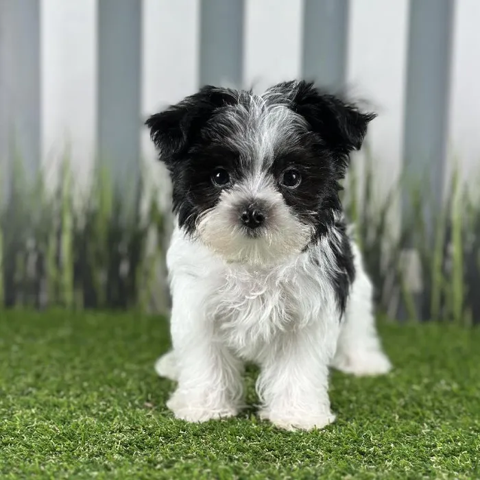 Male Morkie Puppy for Sale in Indianapolis, IN