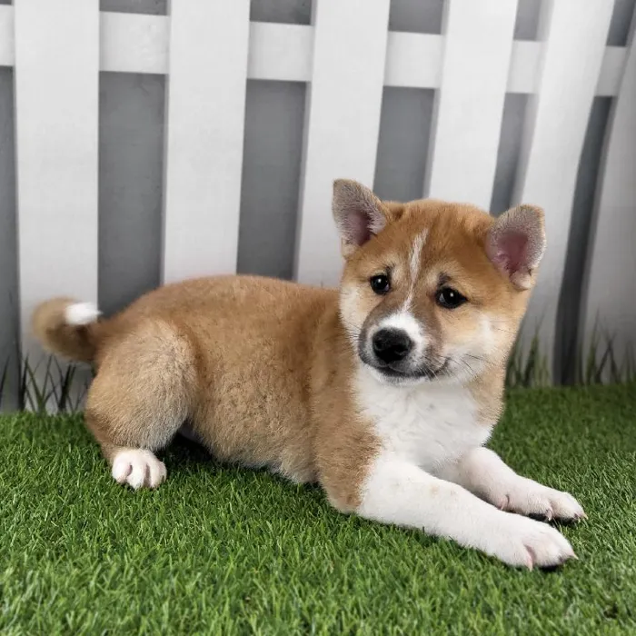 Male Shiba Inu Puppy for Sale in Schererville, IN
