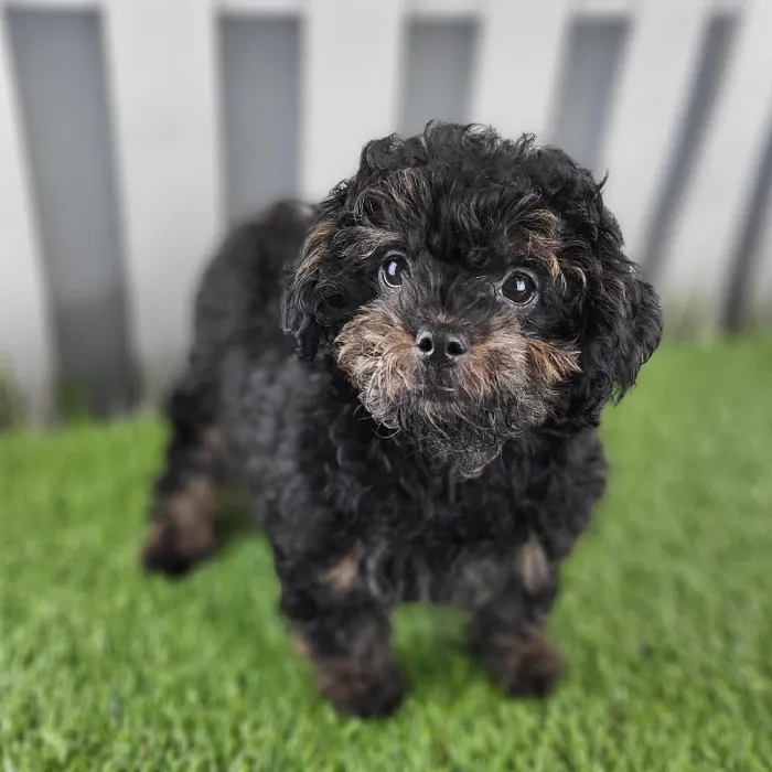Female ShihPoo Puppy for Sale in Indianapolis, IN