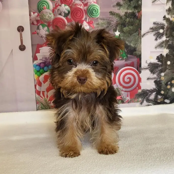 Male Yorkshire Terrier Puppy for Sale in Schererville, IN