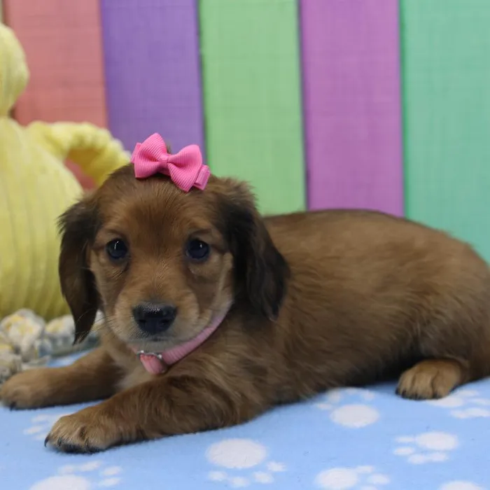 Female Miniature Dachshund Puppy for Sale in Schererville, IN