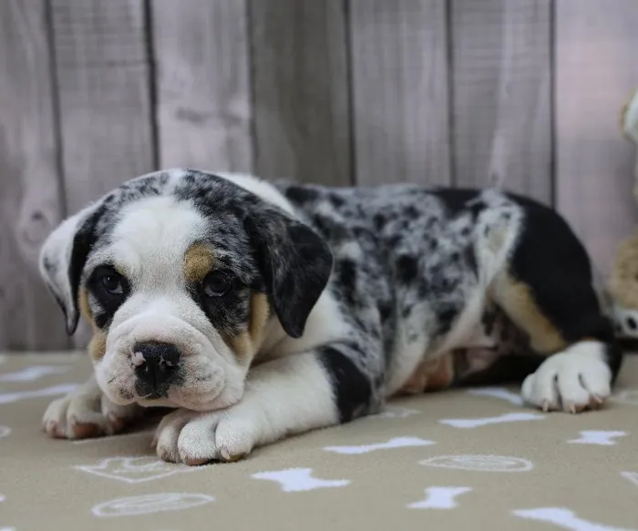 Male Beabull Puppy for Sale in Indianapolis, IN