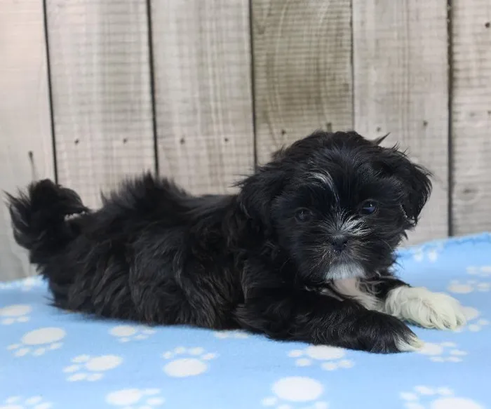 Female Shih Tzu Puppy for Sale in Schererville, IN
