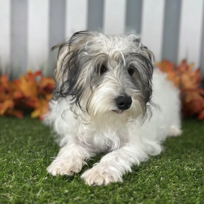 Female Schnorkie Puppy for Sale in Schererville, IN