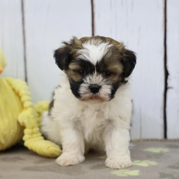 Male Havatzu Puppy for Sale in Indianapolis, IN