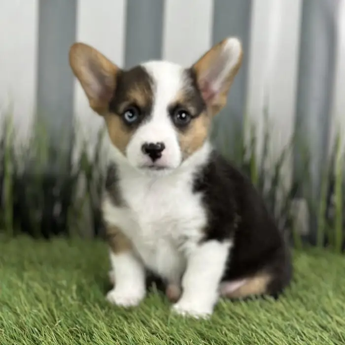 Female Pembroke Welsh Corgi Puppy for Sale in Schererville, IN