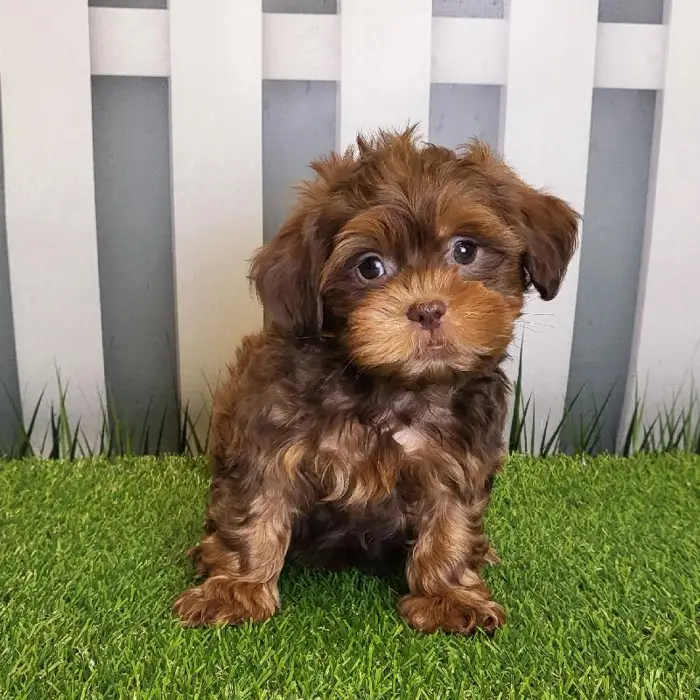 Male ShihPoo Puppy for Sale in Schererville, IN