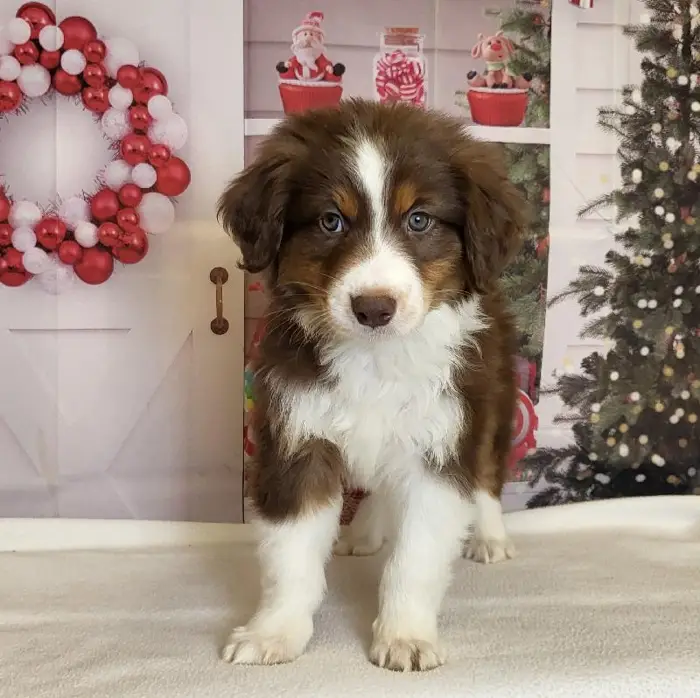 Male Australian Shepherd Puppy for Sale in Schererville, IN