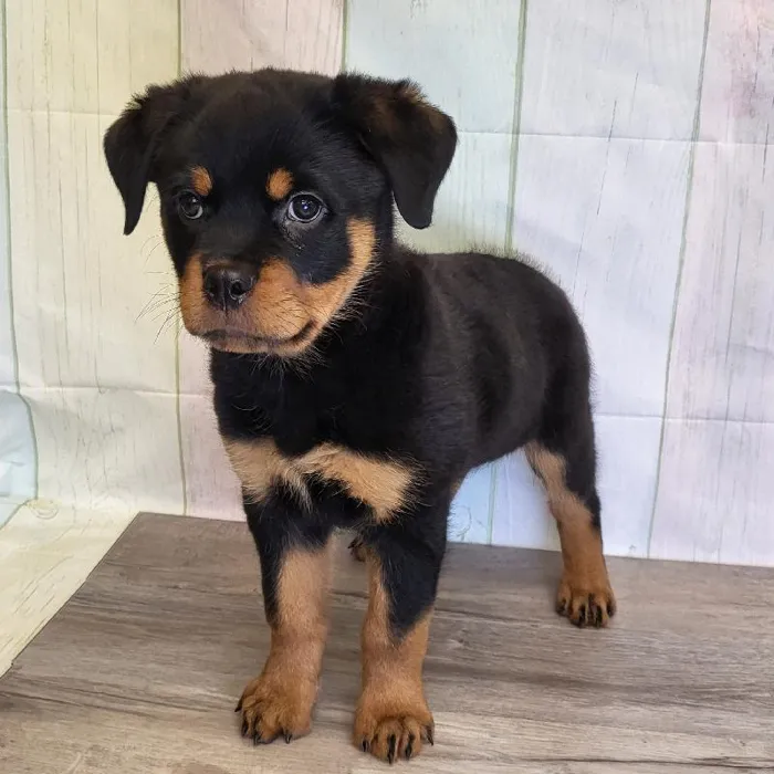 Female Rottweiler Puppy for Sale in Indianapolis, IN
