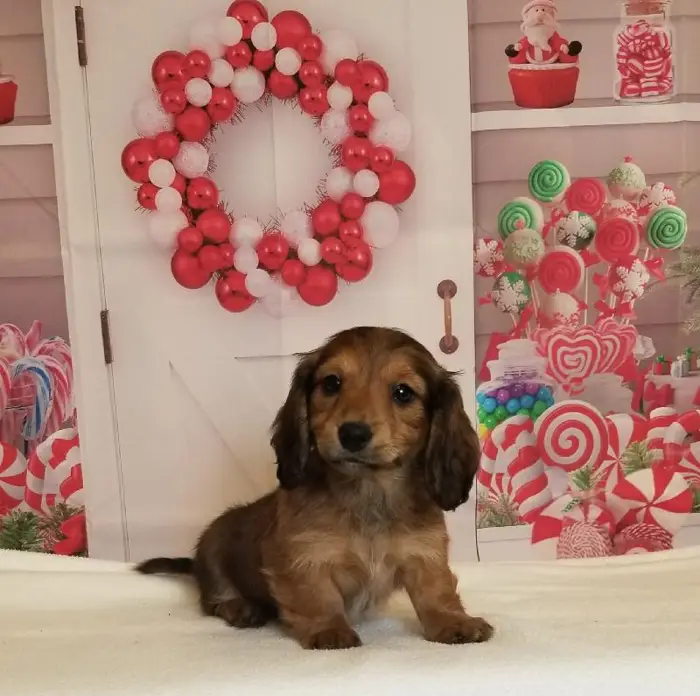 Female Miniature Dachshund Puppy for Sale in Schererville, IN