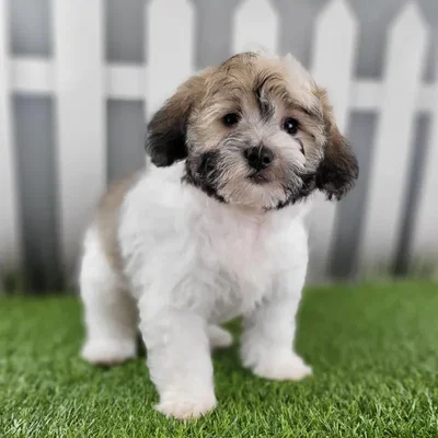 Female Coton De Tulear Puppy for Sale in Schererville, IN