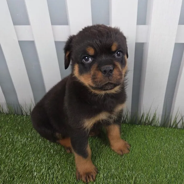 Male Rottweiler Puppy for Sale in Schererville, IN