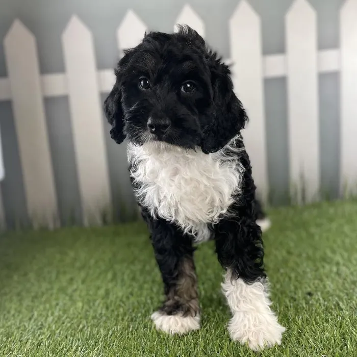 Male Miniature Bernedoodle Puppy for Sale in Schererville, IN