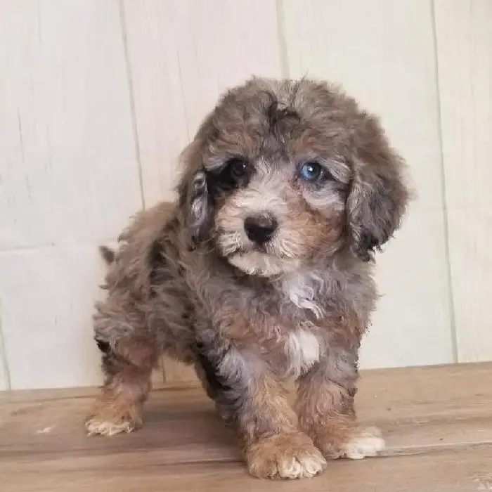 Male Miniature Goldendoodle Puppy for Sale in Schererville, IN