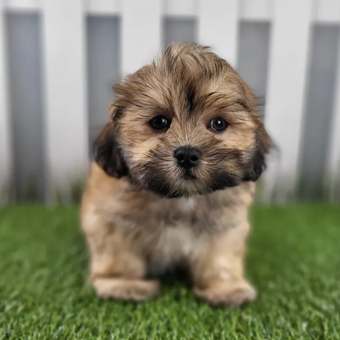 Male Lhasa Apso Puppy for Sale in Schererville, IN