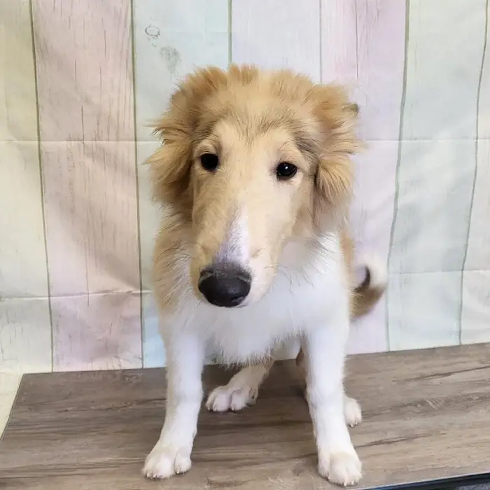 Male Collie Puppy for Sale in Indianapolis, IN