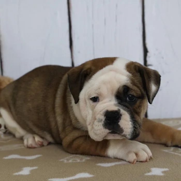 Male Victorian Bulldog Puppy for Sale in Schererville, IN