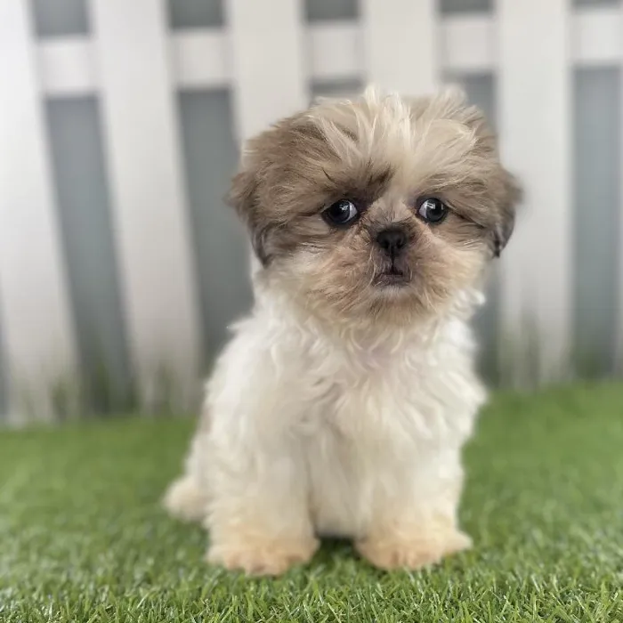 Female Shih Tzu Puppy for Sale in Schererville, IN