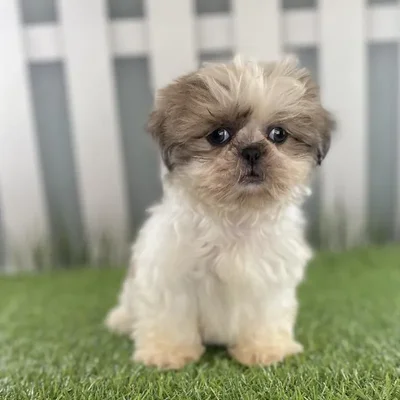 Female Shih Tzu Puppy for Sale in Schererville, IN