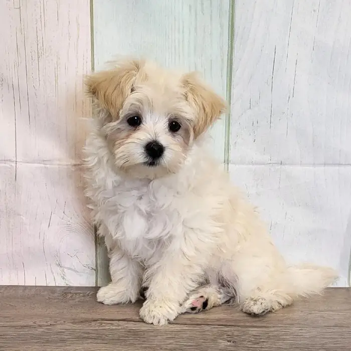 Female Maltipoo Puppy for Sale in Schererville, IN