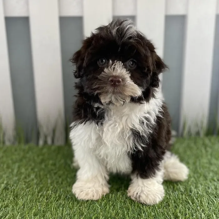 Female Havanese Puppy for Sale in Schererville, IN