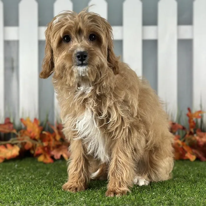 Female Cavapoo Puppy for Sale in Schererville, IN