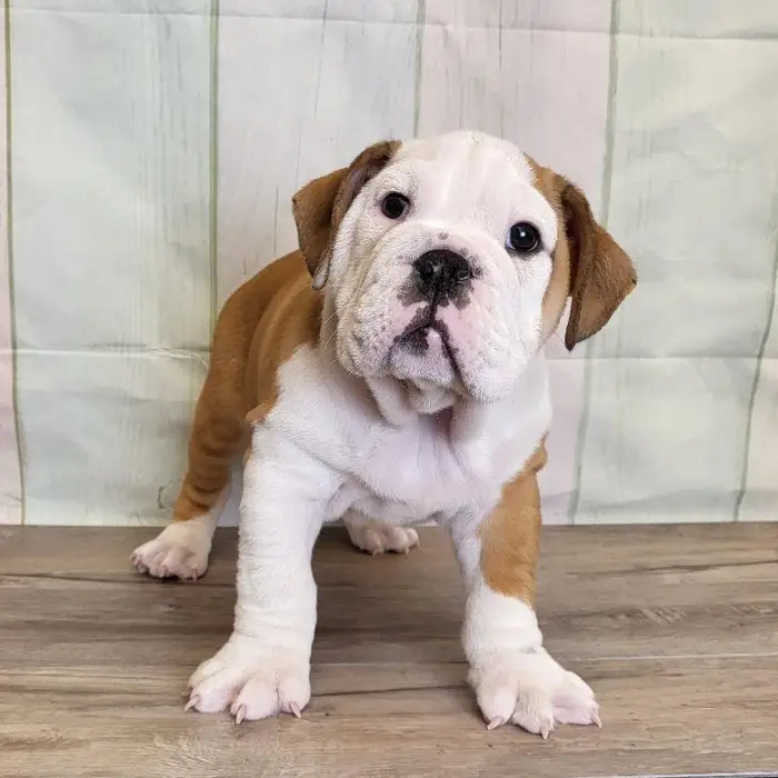 Male English Bulldog Puppy for Sale in Schererville, IN