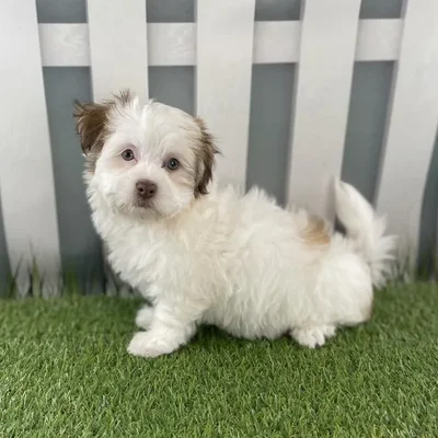 Female Havanese Puppy for Sale in Schererville, IN