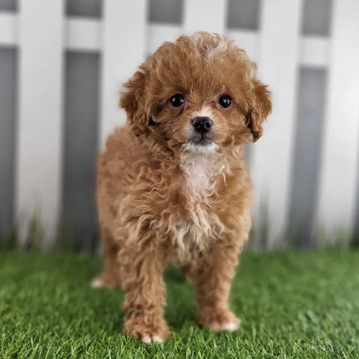 Female Peekapoo Puppy for Sale in Schererville, IN