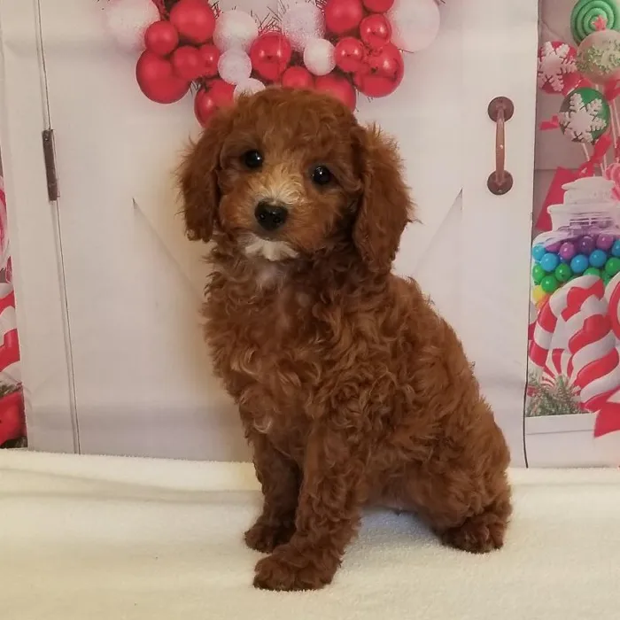 Female Toy Poodle Puppy for Sale in Schererville, IN