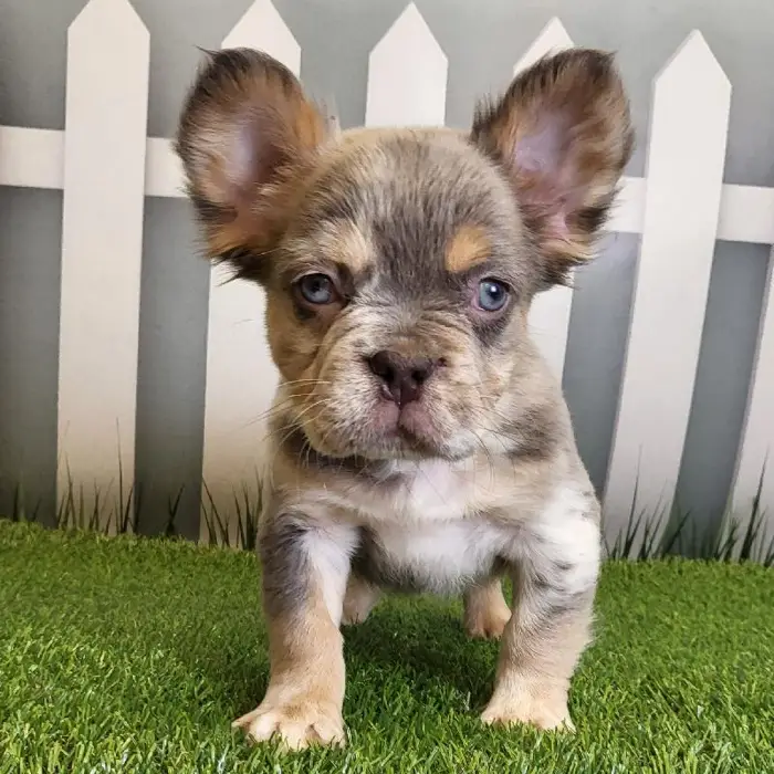 Male French Bulldog Puppy for Sale in Schererville, IN