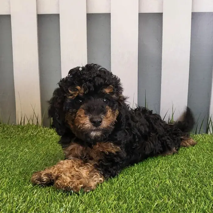 Male Cavapoo Puppy for Sale in Schererville, IN