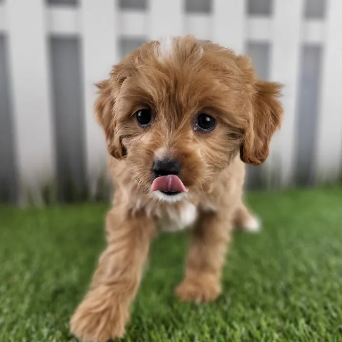 Female Cavapoo Puppy for Sale in Schererville, IN