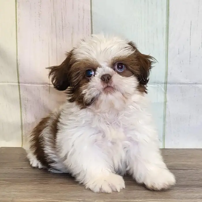 Male Shih Tzu Puppy for Sale in Schererville, IN