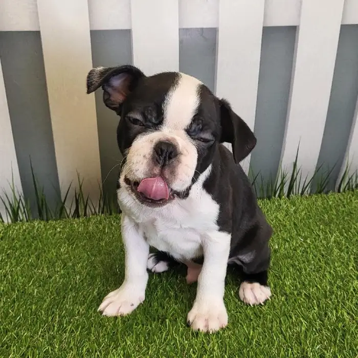 Male Boston Terrier Puppy for Sale in Schererville, IN