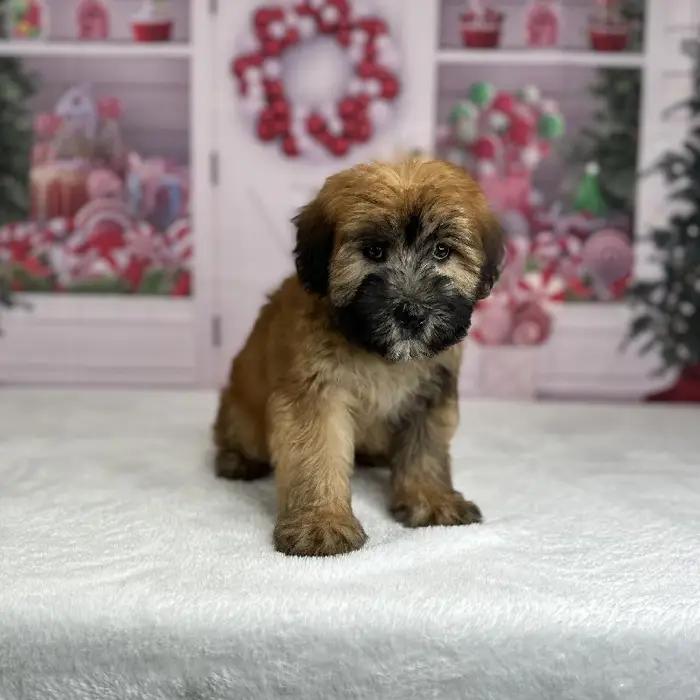 Male Soft Coated Wheaten Terrier Puppy for Sale in Indianapolis, IN