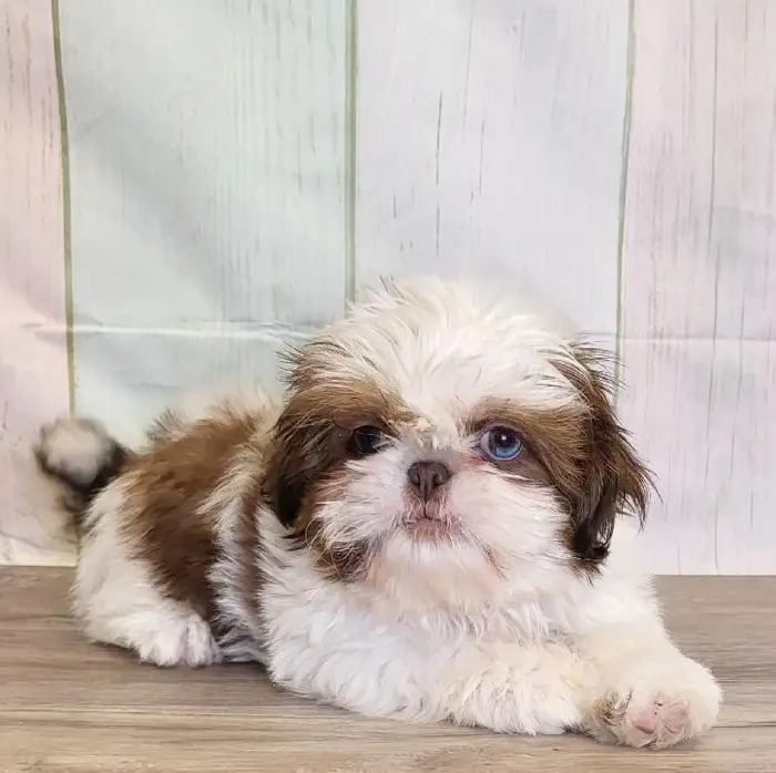 Male Shih Tzu Puppy for Sale in Schererville, IN