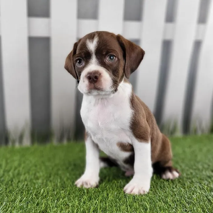 Male Boston Spaniel Puppy for Sale in Schererville, IN