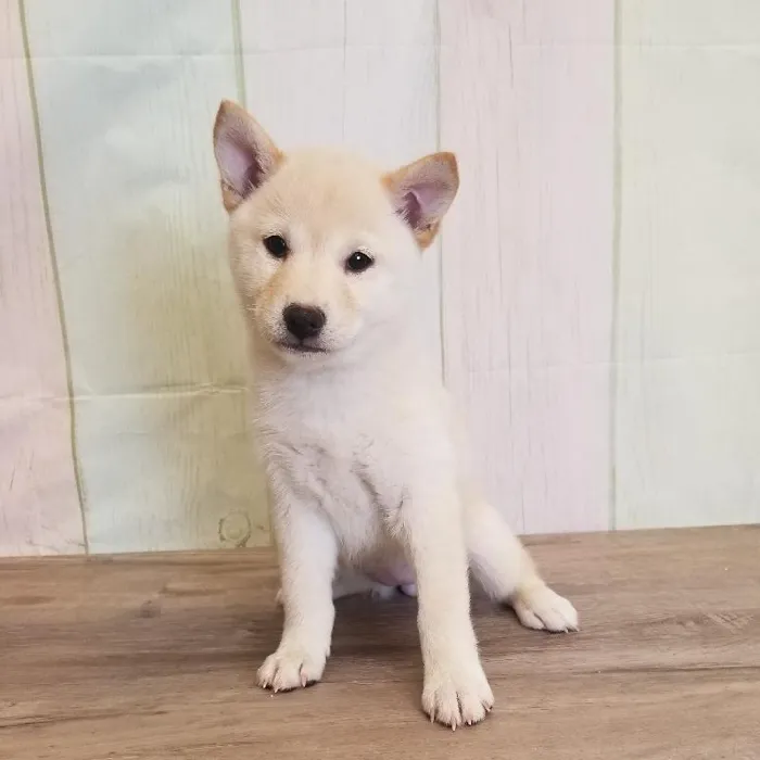 Female Shiba Inu Puppy for Sale in Schererville, IN