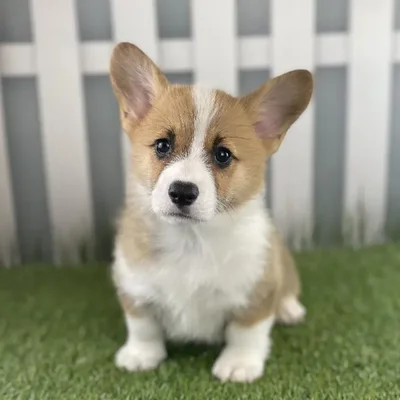 Female Pembroke Welsh Corgi Puppy for Sale in Schererville, IN