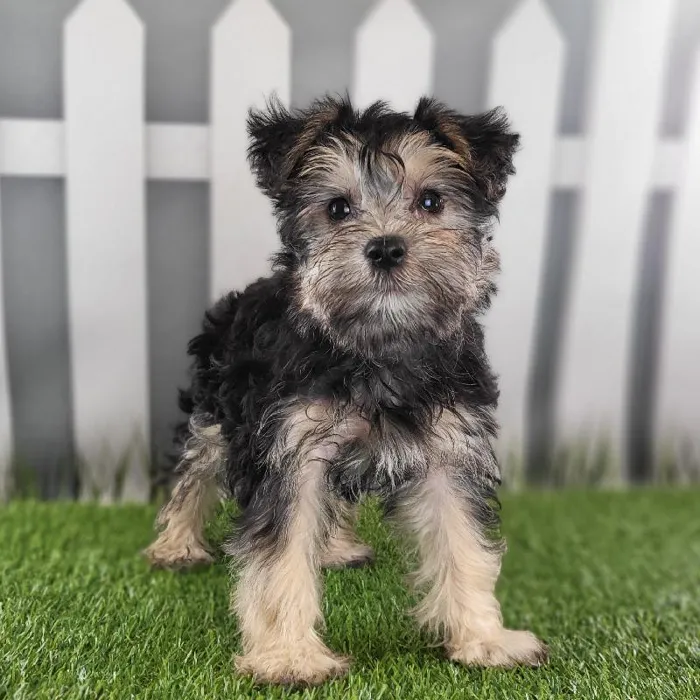 Female Schnorkie Puppy for Sale in Schererville, IN