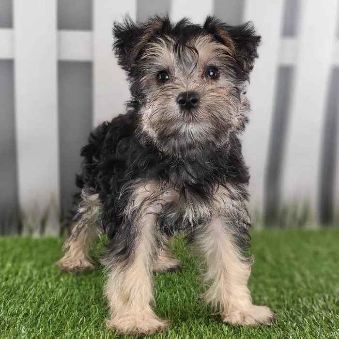 Female Schnorkie Puppy for Sale in Schererville, IN