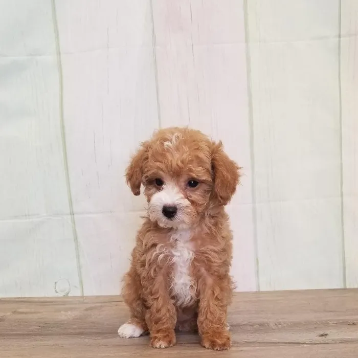 Female Toy Poodle Puppy for Sale in Schererville, IN