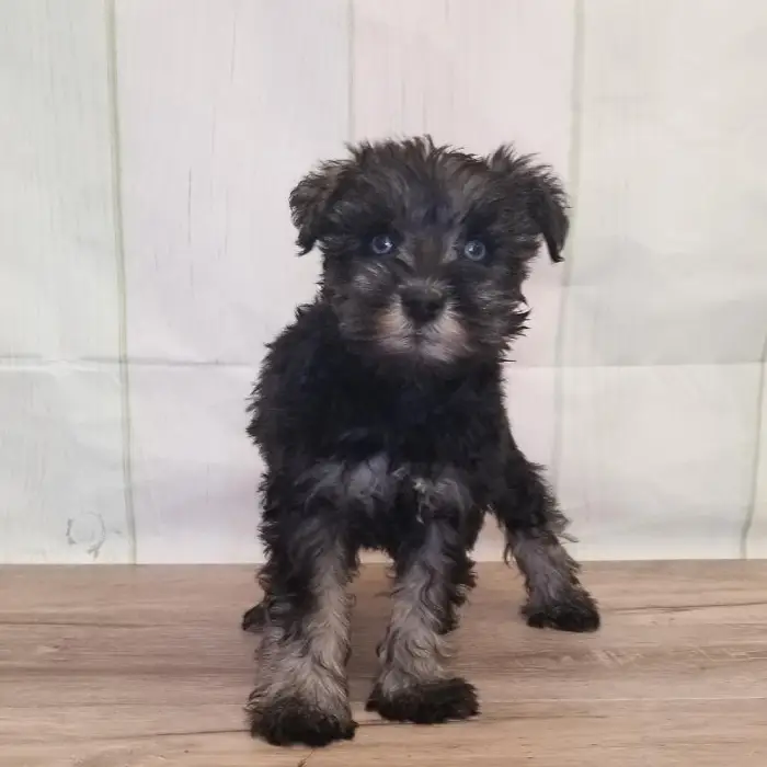 Male Miniature Schnauzer Puppy for Sale in Schererville, IN