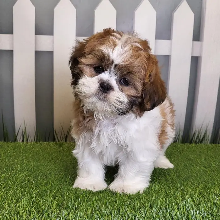 Male Shih Tzu Puppy for Sale in Schererville, IN