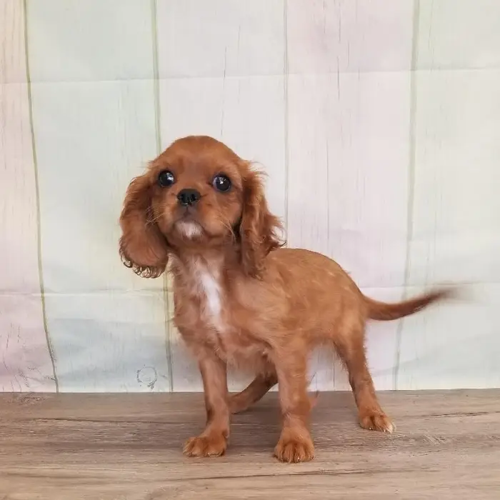 Female Cavalier King Charles Spaniel Puppy for Sale in Schererville, IN