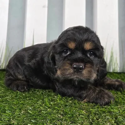 Male Cocker Spaniel Puppy for Sale in Schererville, IN