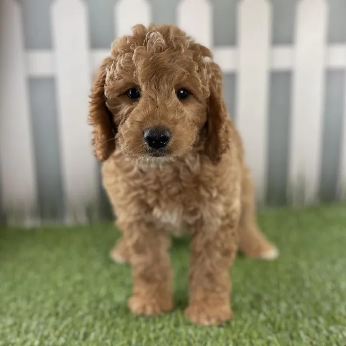 Male Miniature Goldendoodle Puppy for Sale in Schererville, IN